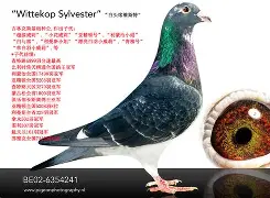 包含巴特斯特桑奇斯大放异彩，助球队轻松取胜的词条